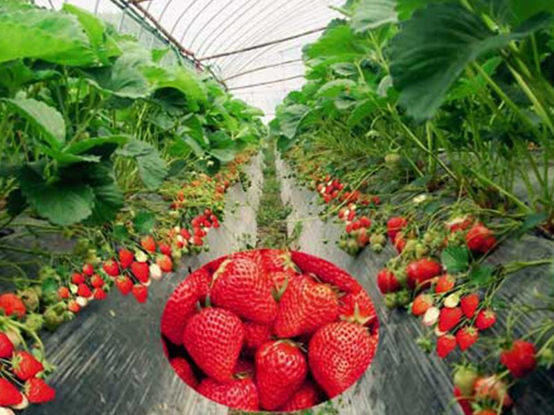 拉斯维加斯电子娱乐网站